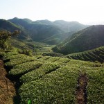 3_beautiful_view_of_the_tea_farm.jpg