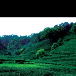 tea-field.jpg