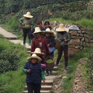 DSC06222 cueilleuses copie.jpg