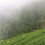 Longfengxia-High-Mountain-Oolong-at-TaiwanTeaCrafts.png
