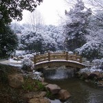 garden in snow.jpg