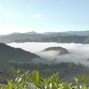 Alishan mountain teas royaltipstea.jpg