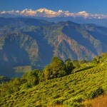 Darjeeling-Badamtam-Garden3.jpg