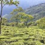 Darjeeling-Risheehat3.jpg