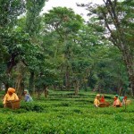 Assam-garden-3.jpg