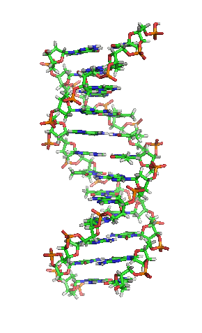 A section of DNA