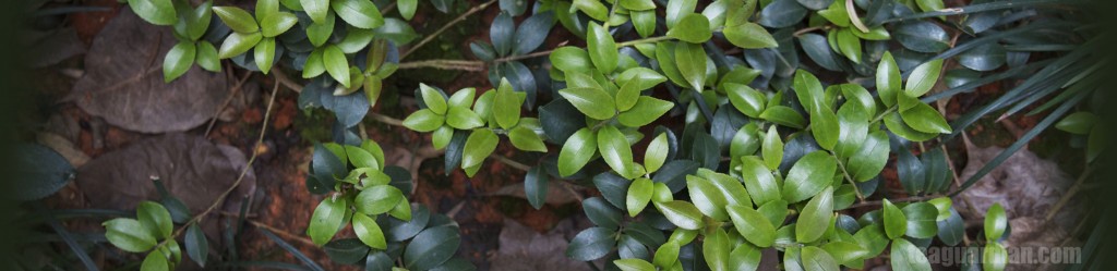 A special tea cultivar which tea bushes creep low on the ground