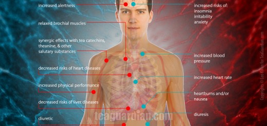 Caffeine effects on the body