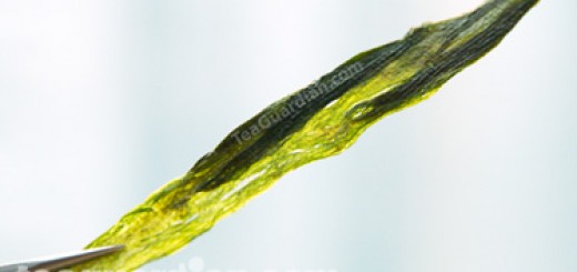 a leaf of the Taiping Houkui green tea