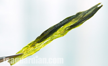 a leaf of the Taiping Houkui green tea