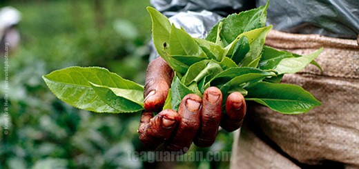 Is Fair Trade fair at all?