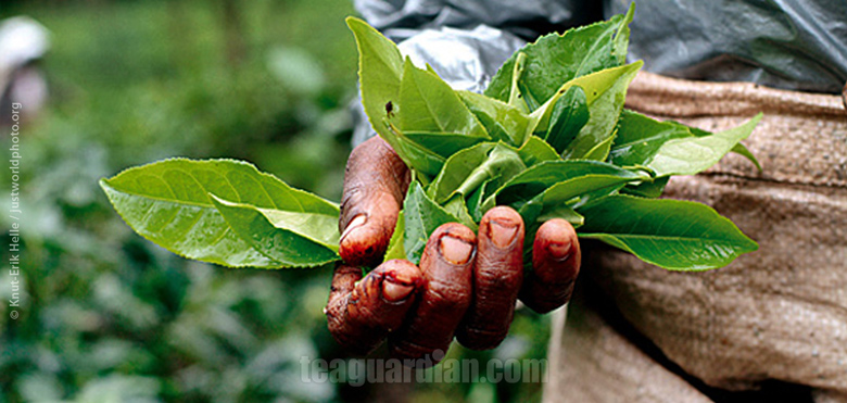 Is Fair Trade fair at all?