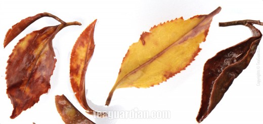 comparison study of infused leaves