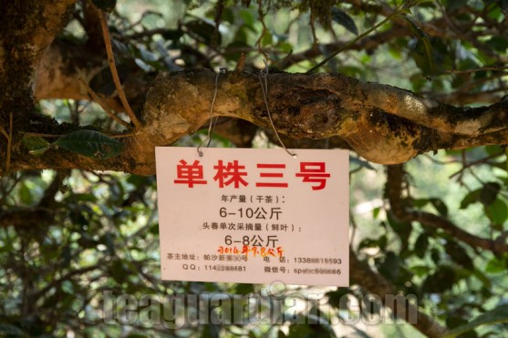 Tea tree in Pasha, Yunnan, marked with annual yield
