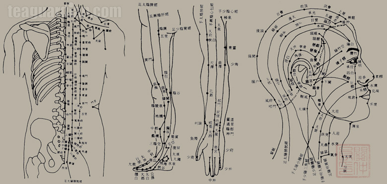 Accupunctural points in TCM