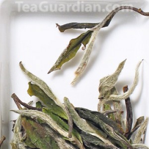 White Peony, white tea, special grade, matured for 1 year