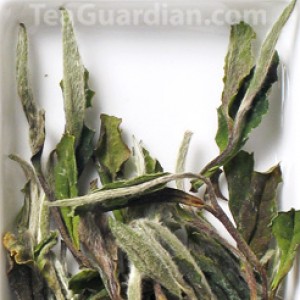 White Peony, authentic white tea