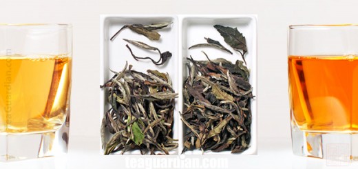 White Peony: Fresh vs Matured