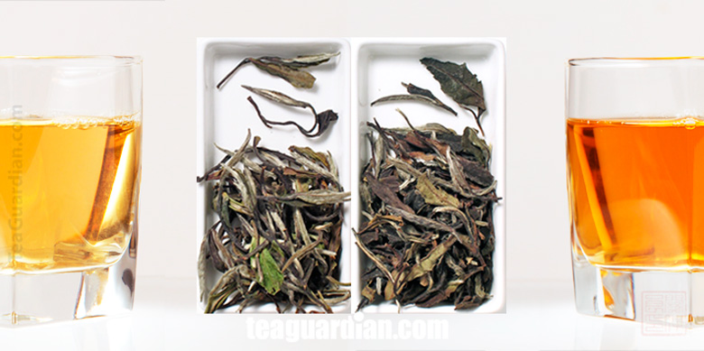 White Peony: Fresh vs Matured