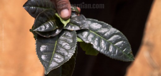 Big black leaves of Pasha