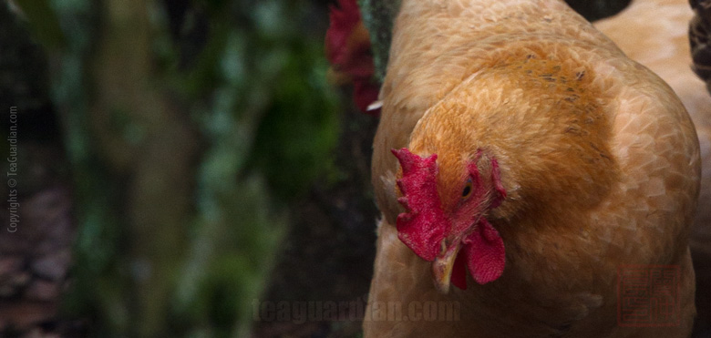 Chicken in the tea bushes or organic? Which one is more importan