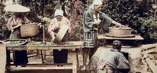 Japanese Green Tea Production