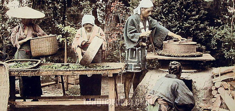 Japanese Green Tea Production