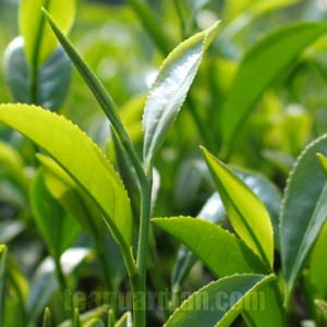 Spring flush ( ie first flush ) yong leaves of Wuyi Rougui
