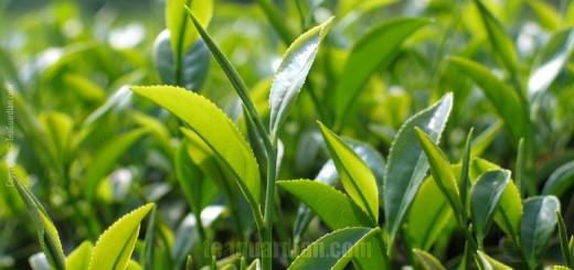 Spring flush ( ie first flush ) yong leaves of Wuyi Rougui