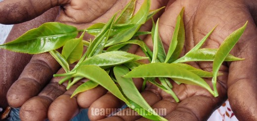 Hand-rolled black tea from Uva, Sri Lanka