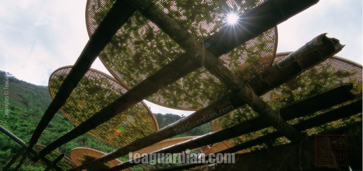 Sun-withering in oolong tea production