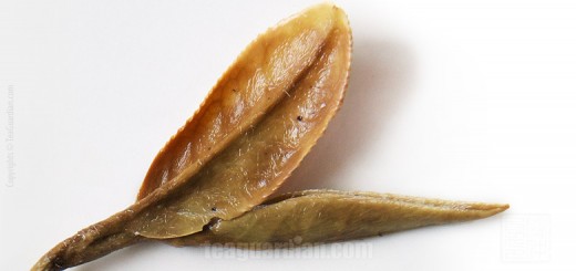 close up of the infused leaves of bai-mu-dan, aka white peony