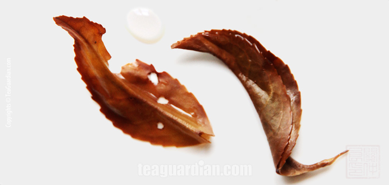 infused tealeaves of phoenix xingren xiang dancong