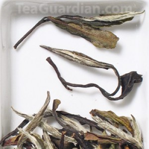 Zhenghe White Peony, white tea