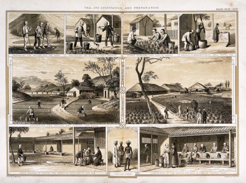 Tea Cultivation and Preparation in Assam