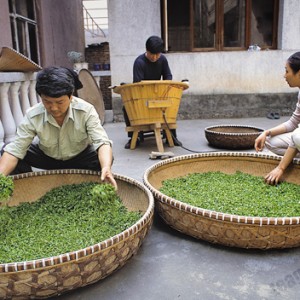 Tea master turning young leaves in a small pile in a bamboo basket