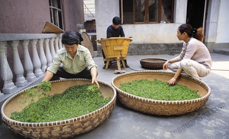 Longjing withering