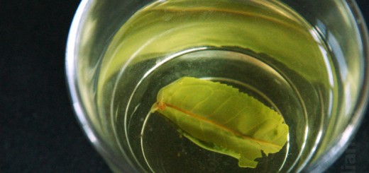 Infusion of the green tea Luan Guapian