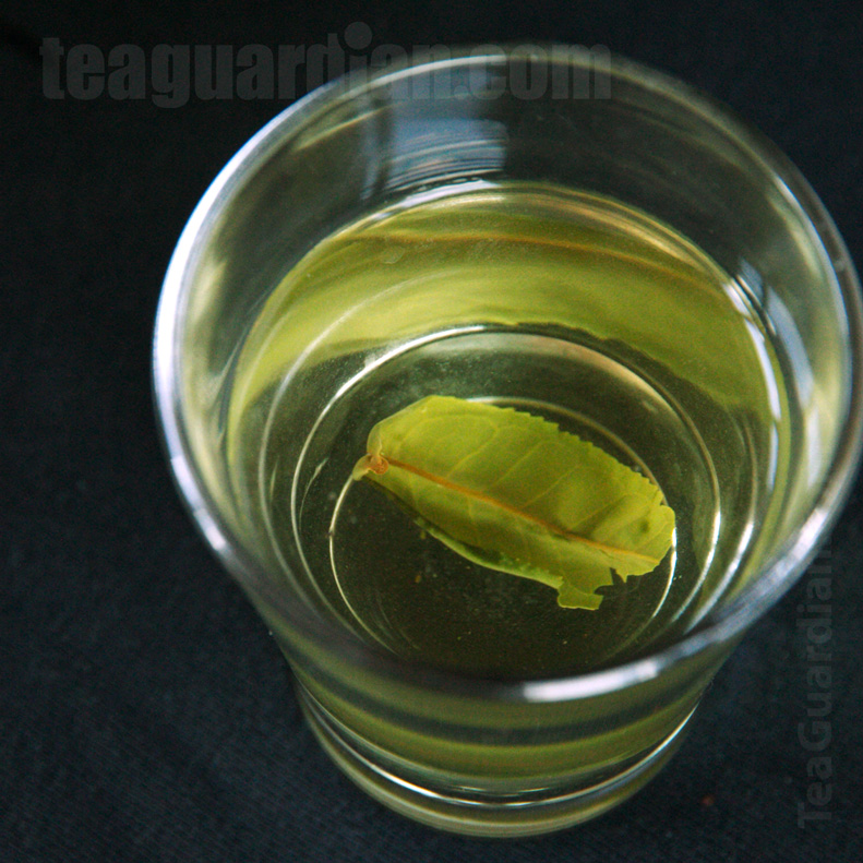 Infusion of the green tea Luan Guapian