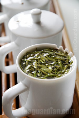 Green tea shihua in taster's mug