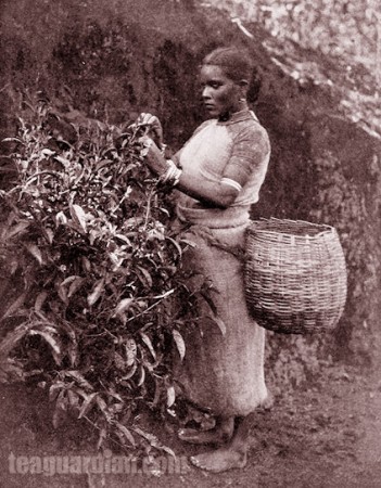 Tamil girl plucking tea (Ceylon ca. 1900)