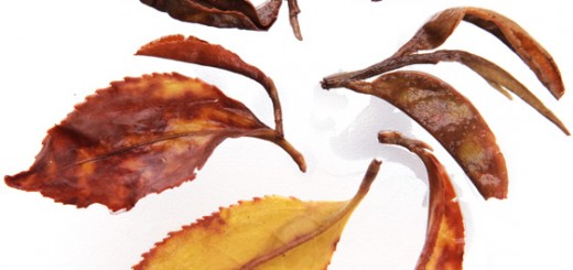 Infused leaves: Nepal Handrolled Traditional Black Tea