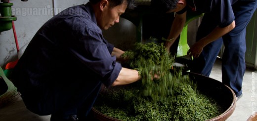 Master Chen loosening twsited tea leaves