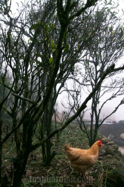 Chicken in the tea bushes