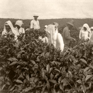 A Dutch (third from left, wearing the pith helmet) supervising tea plucking in Indonesia