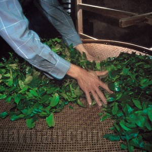 Peng qing: rattling of the green leaves