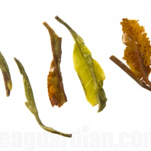 Infused leaves: Gongfu Green Uva