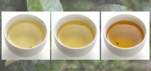Comparing the infusion colour of Gongfu Green Uva, a Paochong oo