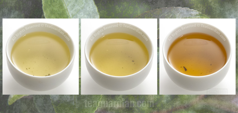 Comparing the infusion colour of Gongfu Green Uva, a Paochong oo