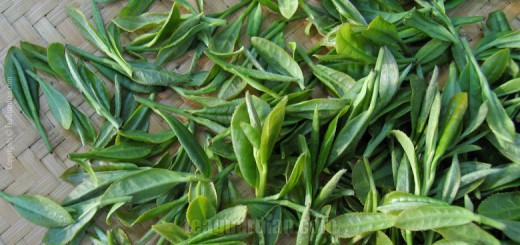 The process of "lang qing": freshly plucked tea leaves being wit